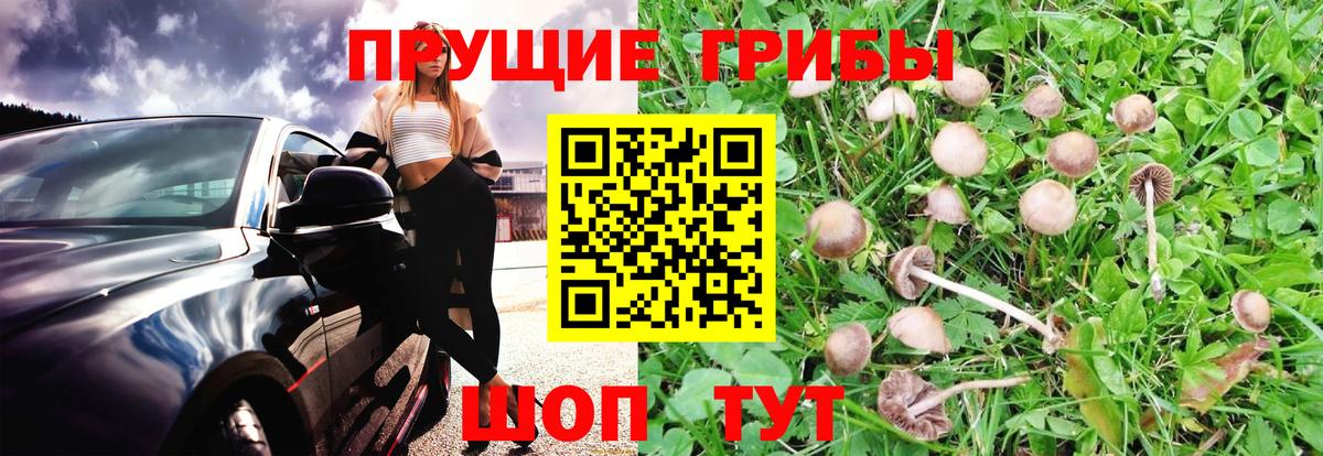 Псилоцибиновые грибы Cubensis  Галлюциногенные грибы Psilocybine cubensis  Керчь  Вход с VPN 